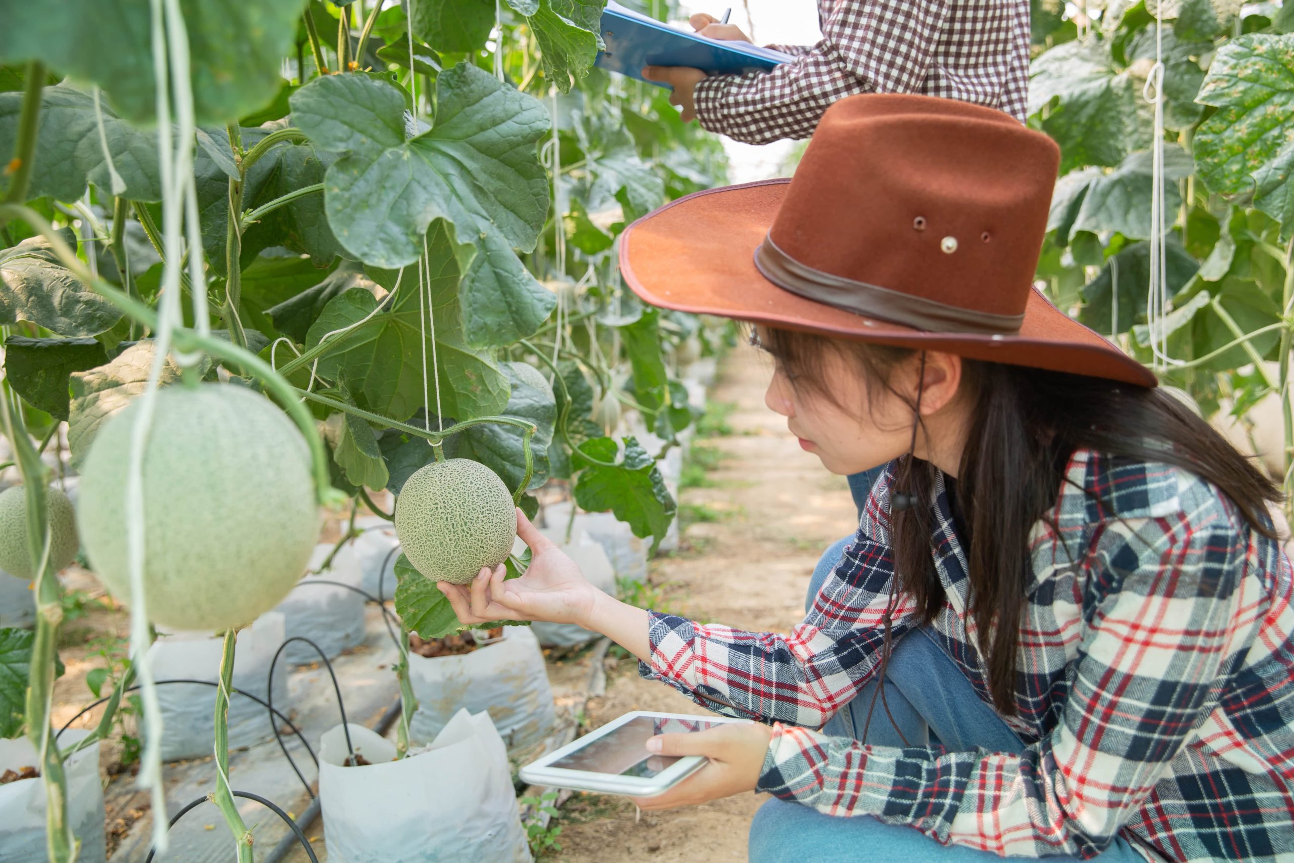 Entrepreneurship Opportunities for Farmers